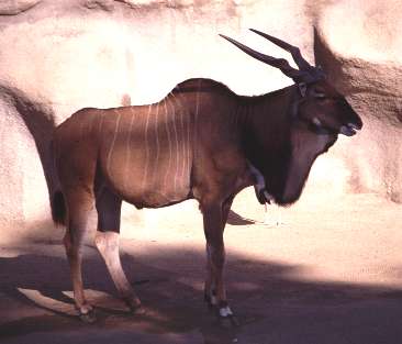 Antilope.JPG (13205 bytes)