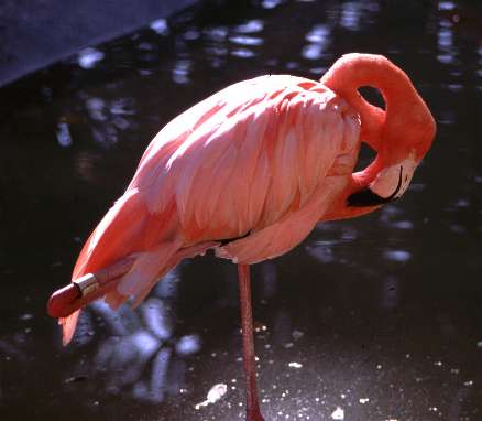 Flamingo.JPG (16788 bytes)